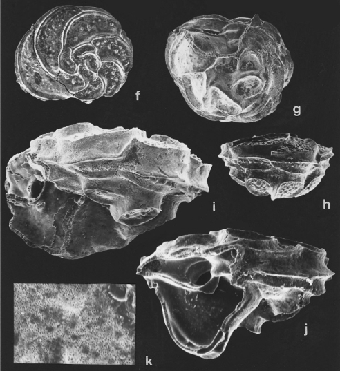 Carlsiella brunsviga Vespermann, 1998 Carlsiella brunsviga Vespermann, 1998