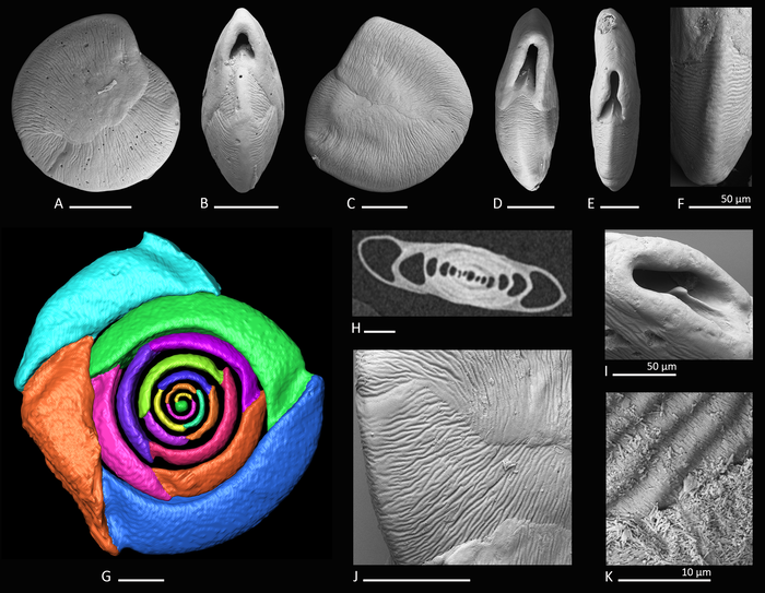 Dentoplanispirinella occulta Förderer & Langer, 2016 Dentoplanispirinella occulta Förderer & Langer, 2016