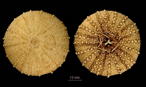 Sterechinus diadema Sterechinus diadema