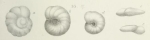Discorbina pertusa Marsson, 1878