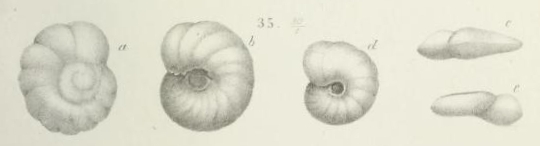 Discorbina pertusa Marsson, 1878 Discorbina pertusa Marsson, 1878