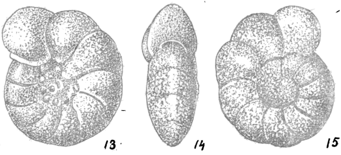 Cibicides vialovi Bykova, 1939 Cibicides vialovi Bykova, 1939