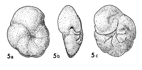 Gavelinella umbilicitecta Fuchs, 1967