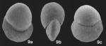 Globogyroidina boninensis Kaiho, 1992