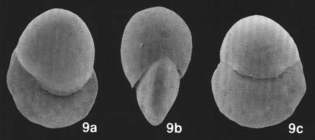 Globogyroidina boninensis Kaiho, 1992