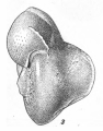 Anomalina (Pseudovalvulineria) pilleus Vasilenko, 1954