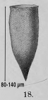 P. edentata was originally described as Cyttarocylis edentata by Brandt (1906)