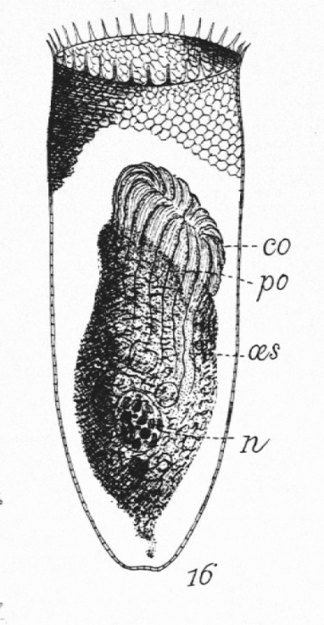 Parafavella hemifusus described as Cyttarrocylis hemifusus by Meunier (1910) Parafavella hemifusus described as Cyttarrocylis hemifusus by Meunier (1910)