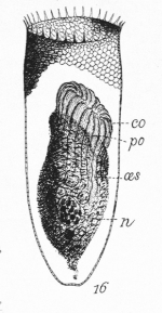 Parafavella hemifusus described as Cyttarrocylis hemifusus by Meunier (1910)