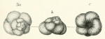 Pulvinulina globosa Sidebottom, 1909