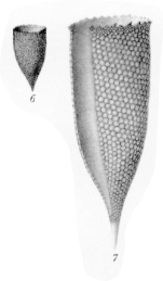 Parafavella parumdentata originally described as Cyttarocylis edentata var. parumdentata by Brandt (1907)