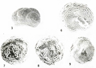 Striatorbina alveolata Sellier de Civrieux, 1991
