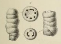 Stylolina lapugyensis Karrer, 1877