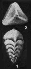 Chrysalogonium piramidale Acosta, 1940 Chrysalogonium piramidale Acosta, 1940