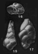Compressigerina coartata (Palmer, 1941)