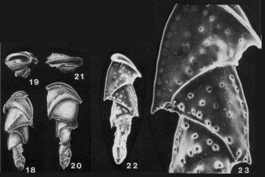 Valvobifarina mackinnonii (Millett, 1900)