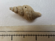 Ptychatractus ligatus - shell