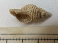 Ptychatractus ligatus - aperture of shell
