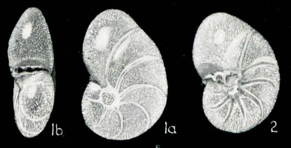 Valvulineria porifera Parr, 1950 Valvulineria porifera Parr, 1950