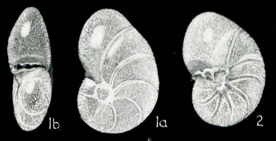 Valvulineria porifera Parr, 1950