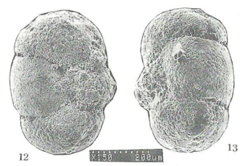 Praephysalidia whittakeri Hewaidy & Al-Hitmi, 1994