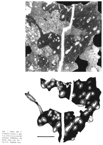 Goellipora triasica Senowbari-Daryan & Zankl, 2000