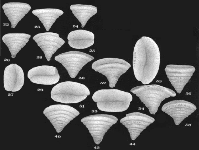 Histerolina pileiformae Neagu, 2000 Histerolina pileiformae Neagu, 2000