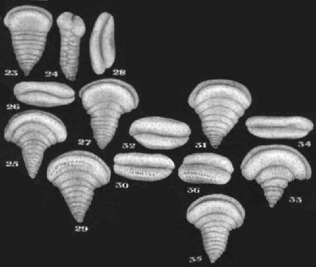 Scythiolina flabellii Neagu, 2000 Scythiolina flabellii Neagu, 2000