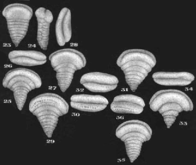 Scythiolina flabellii Neagu, 2000