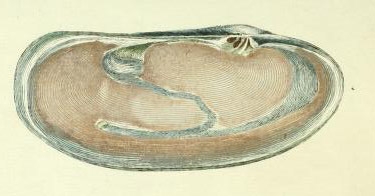 Chama magna Da Costa, 1778, original figure pl. 17 fig. 4