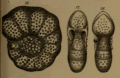 Nonionina subgranosa Egger, 1857