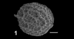 Holotype of Polycope circulosa Franz, Ebert & Stulpinaite, 2018