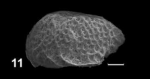 Holotype of Cytheropterina alacostata Franz, Ebert & Stulpinaite, 2018