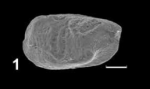Holotype of Infracytheropteron bisulcatum Franz, Ebert & Stulpinaite, 2018