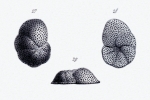 Anomalina variolata d'Orbigny, 1846