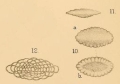 Linderina ovata Halkyard, 1918