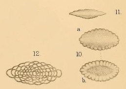 Linderina ovata Halkyard, 1918 Linderina ovata Halkyard, 1918