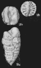 Textulariella paalzowi Cushman, 1936