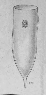 Cyttarocylis denticulata var. subedentata from Jørgensen 1905