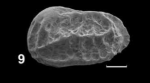 Holotype of Aphelocythere dilgeri Franz, Ebert & Stulinaite, 2018