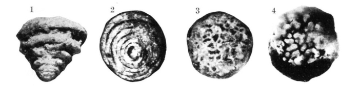 Coscinoconus alpinus Leupold, 1936