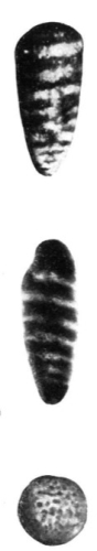 Coscinoconus elongatus Leupold, 1936