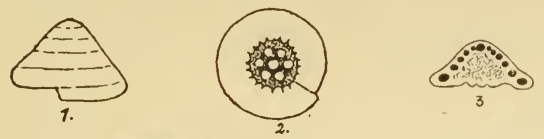 Involutina conica Schlumberger, 1898