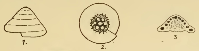 Involutina conica Schlumberger, 1898 Involutina conica Schlumberger, 1898