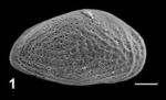 Holotype of Progonocythere scutula Franz, Ebert & Stulpinaite, 2018
