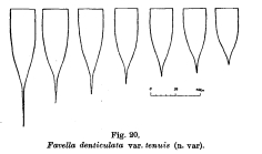 Favella denticulata var. tenuis 