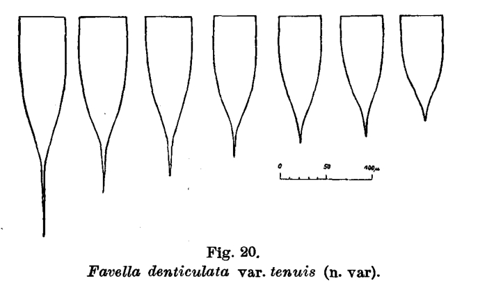 Favella denticulata var. tenuis Favella denticulata var. tenuis