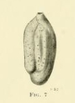 Miliolina oblonga var. arenacea Chapman, 1916