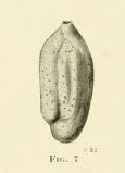 Miliolina oblonga var. arenacea Chapman, 1916 Miliolina oblonga var. arenacea Chapman, 1916