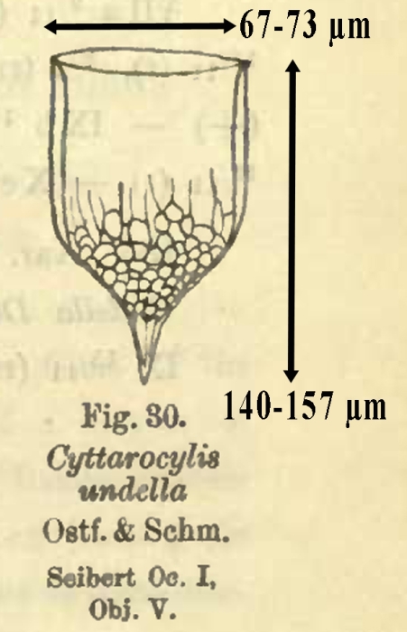 Cyttarocylis undella Cyttarocylis undella